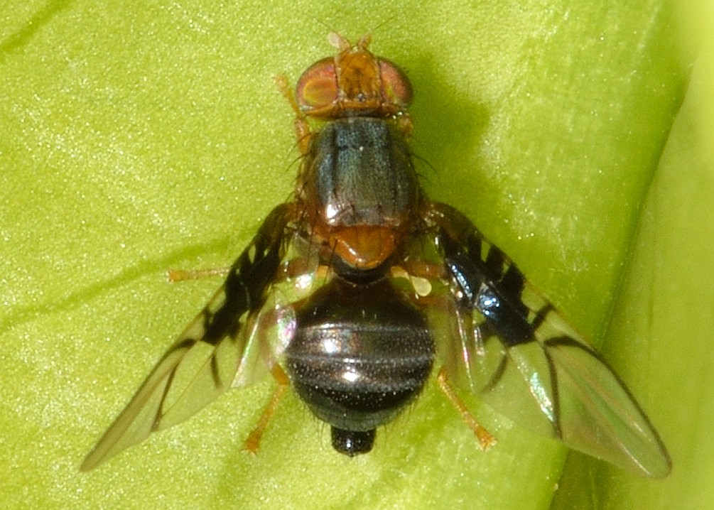Anomoia purmunda